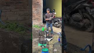 Download lagu konyol, pantau juri, ah jurinya gak lihat burung nih #burung #kicaumania #qinarabanyuwangi mp3