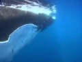 Pearl Jam - Whale song