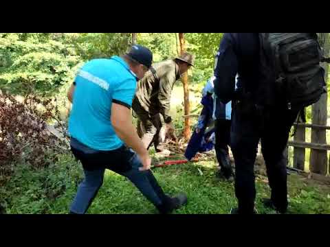 Urs prins într-un gard. în, comuna Nistorești, salvat și eliberat în mediul său natural