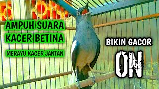 Download lagu AMPUH SUARA KACER BETINA MERAYU KACER JANTAN BIKIN GACOR !! PANCINGAN KACER GACOR PASTI NYAUT AMPUH. mp3