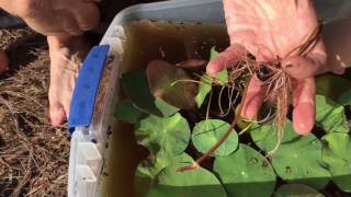 How to grow water lilies from seed - direct planting in a pond!