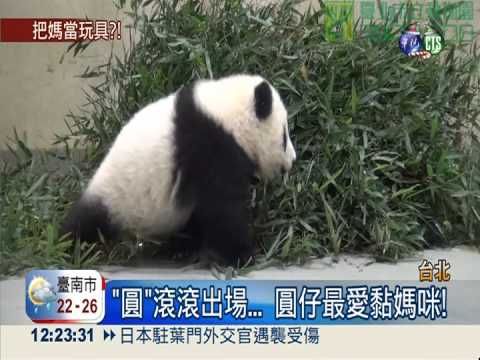 圓仔十足媽寶! 分秒離不開圓圓