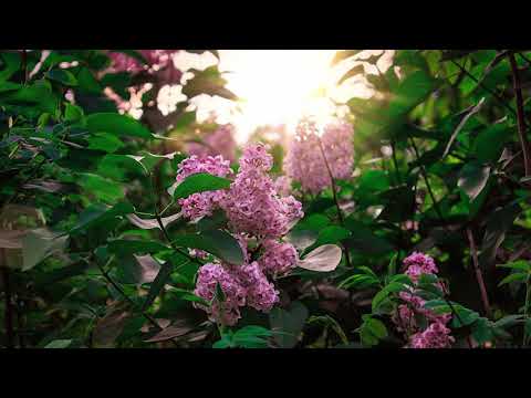 DANIEL SI EMANUELA HIRTIE - In pustiu nu sunt izvoare