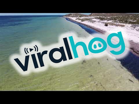 School of Sharks in the Bay || ViralHog