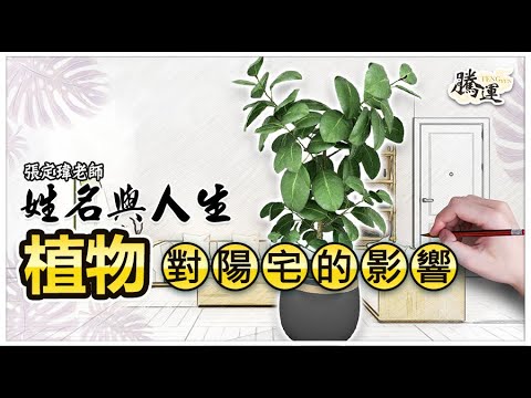 家裡植物枯萎