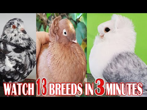 , title : '3 Minuets With 13 Different Fancy Pigeon Breeds & Information'