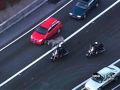 !!RUNAWAY ZEBRA HITS THE HIGHWAY!! 