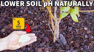 How To Lower Soil pH Naturally Using Sulfur