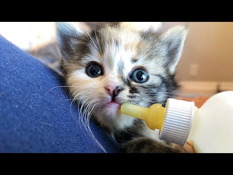 My Kittens Won't Drink Their Milk?!