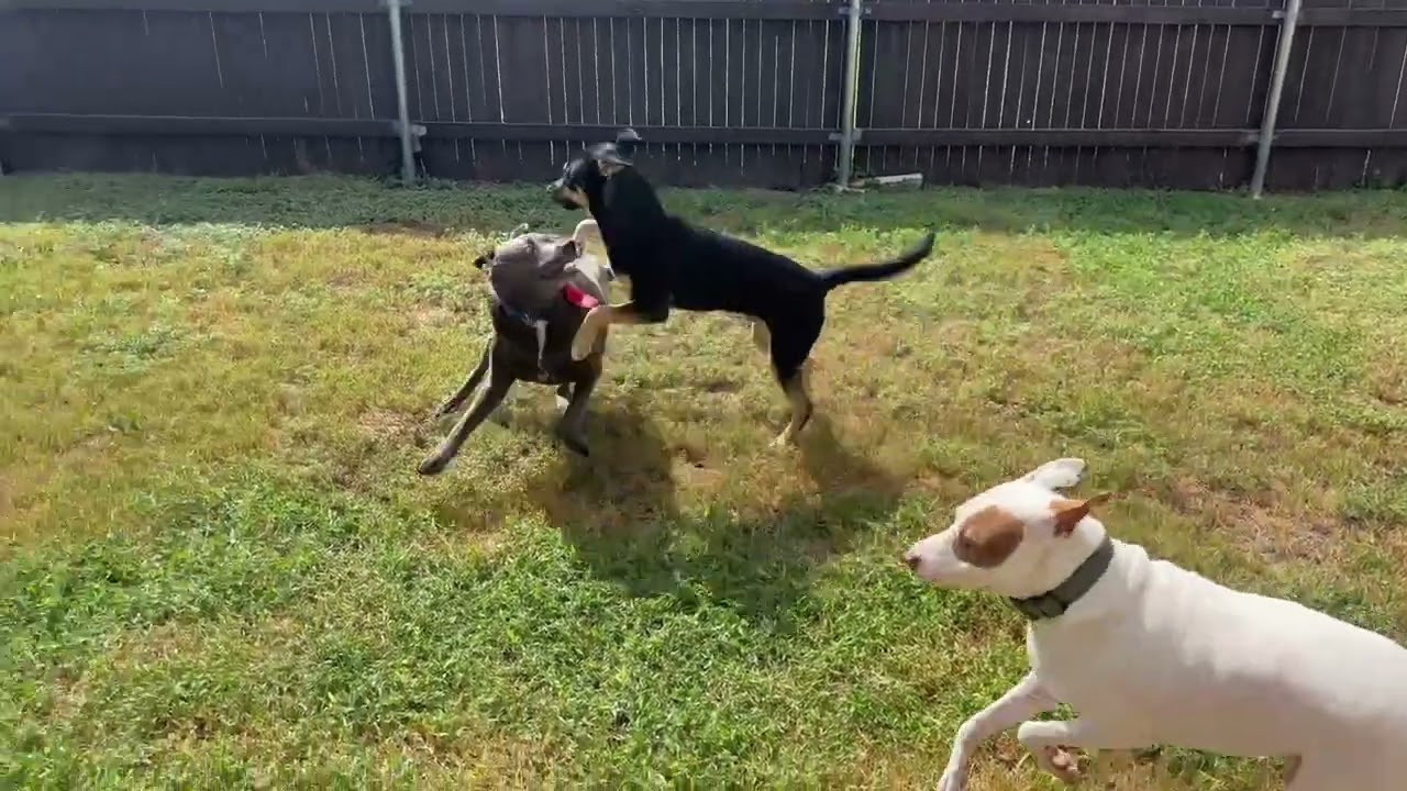 Enlarge Buddy, a Adoptable mixed breed in San Antonio , TX video 6/6