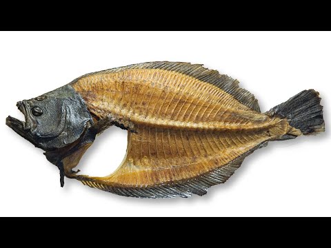ヒラメの骨の出汁の取り方