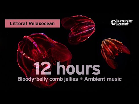 12 Hours Of Bloody-Belly Comb Jellies + Ambient Music To Vibe With | Littoral Relaxocean