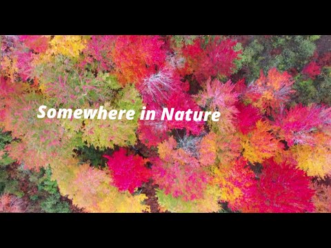 Somewhere in Nature! Beautiful Relaxing Sleep Music for Deep sleep&  stress Relief! Nature beauty!