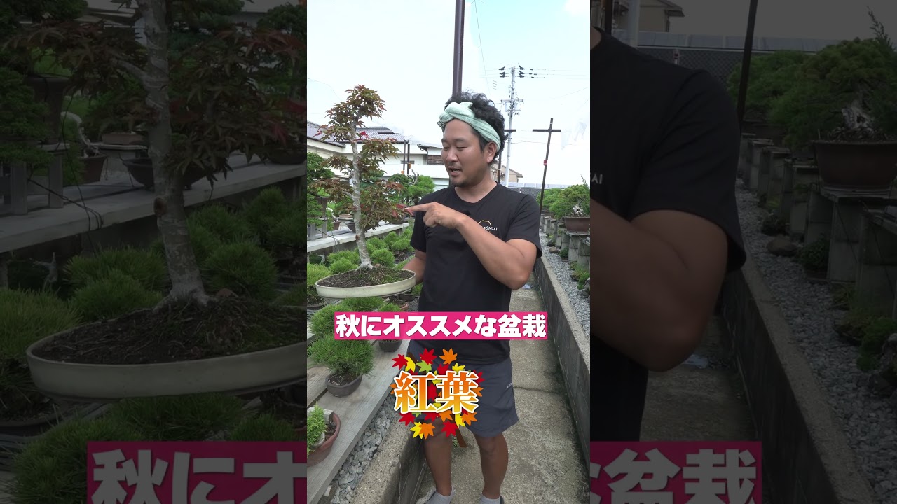 超希少激レア！鬼才関野正作　根上がり半懸崖　五葉松　小品　盆栽　黒松　真柏 超希少激レア！鬼才関野正作 根上がり半懸崖 五葉松 小品 盆栽 黒松 真