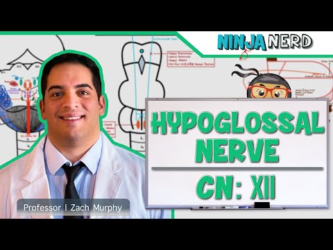Neurologie | Nervus hypoglossus: Hirnnerv XII