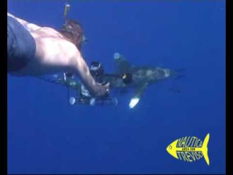 OCEANIC WHITE TIP SHARK (Carcharhinus longimanus) RED SEA 2008 - Nautica Treviso