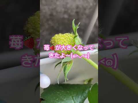 園芸 イチゴ、甘くて香り豊かな果物