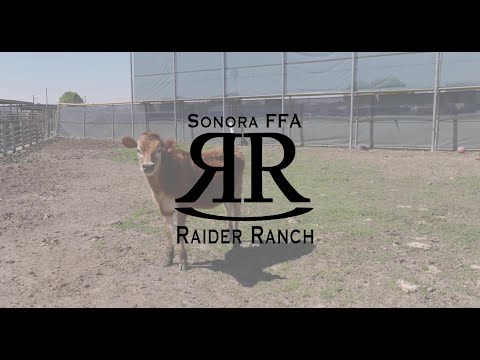 Sonora HS Ag Program