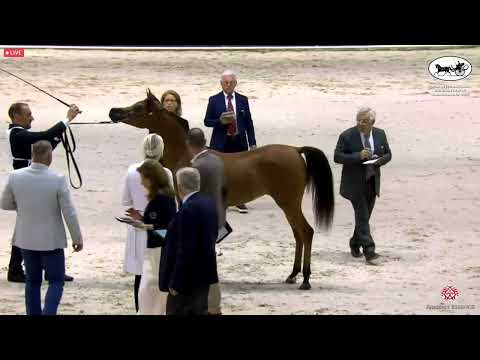 N 15 NAYA AL HMOUD   Dubai International Arabian Horse Championship 2022   Yearling Fillies Class 2A