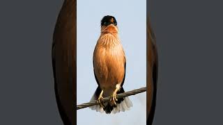 Download lagu Burung Jalak Brahmin atau Burung Gembala mp3