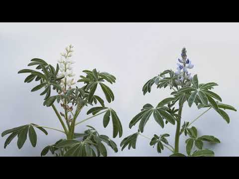 Biologische Züchtung von Lupinen & Körnerleguminosen