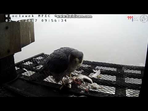 MPEC Włocławek Poland -Female has breakfast with  leftovers, departure - 2017 02 03 09 48 - 10 06