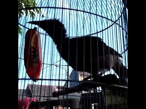 Download Koak Kaok Lombok Nella Lovers