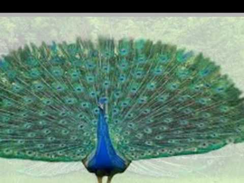 Asainthadum Mayilondru - K J Yesudas - Simhendra Madhyamam