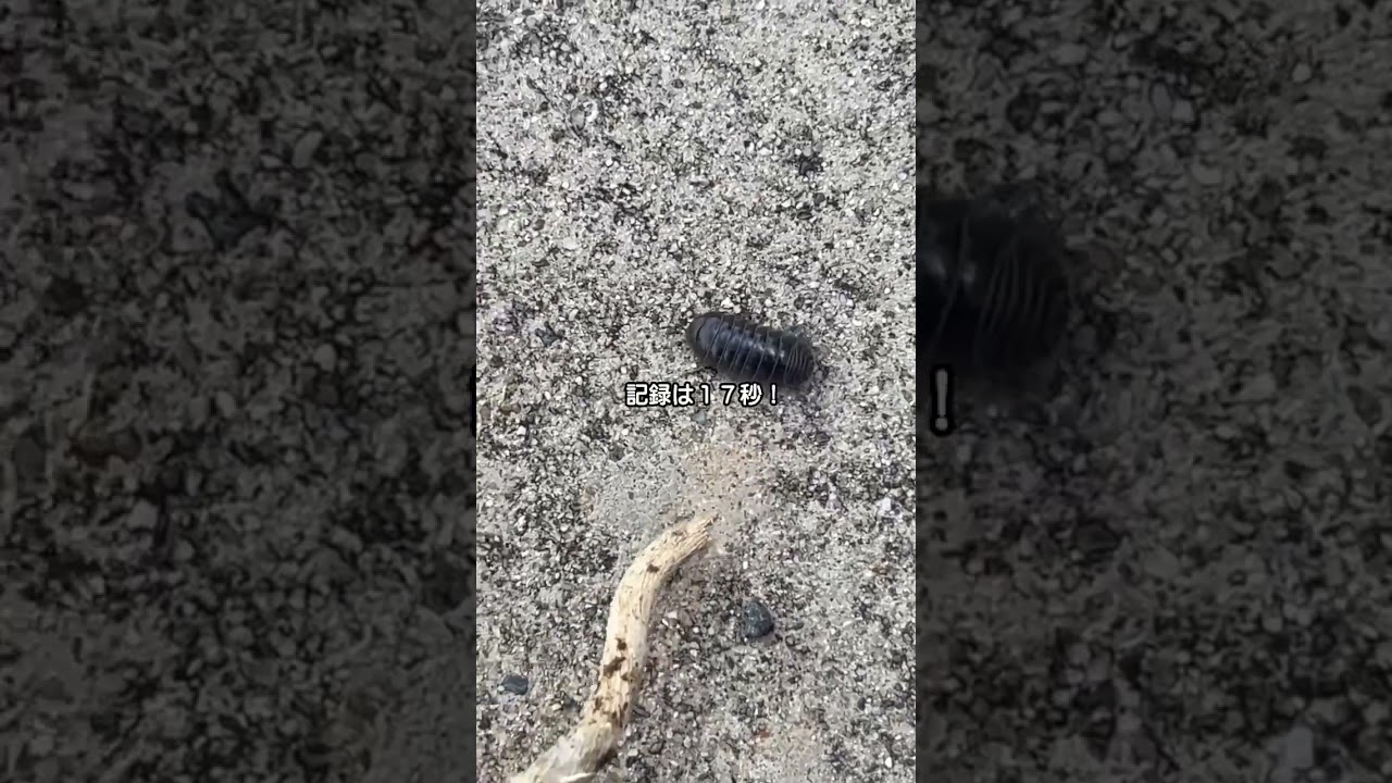 ［No.020］ダンゴムシ