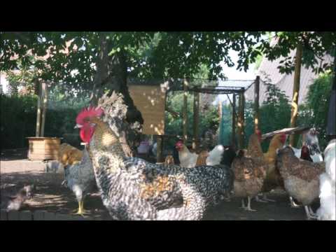 10 Minuten Hühner erleben