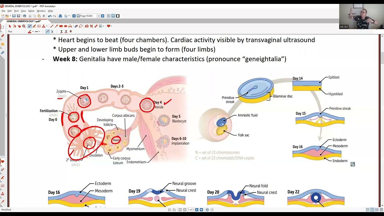 TA7 USMLE: GENERAL EMBRYOLOGY 1