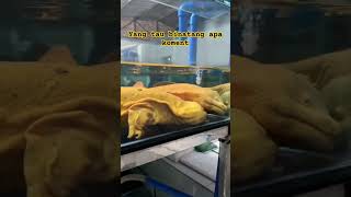 Download lagu hewan aneh mirip kadal air #viral #ikan #channa #duniaairtawar #hewanlaut #kadal #seram #bolang mp3