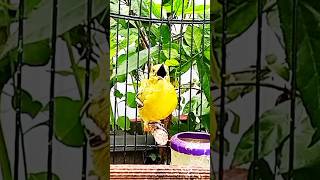 Download lagu pancingan pikat burung sirtu gacor paling ampuh @srfchannel3881 #shorts mp3