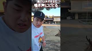 鹿の以外すぎる鳴き声にビビる【がーどまん】