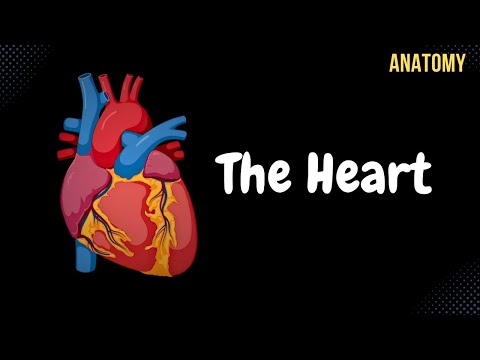 Anatomy of the Heart - External & Internal Structures