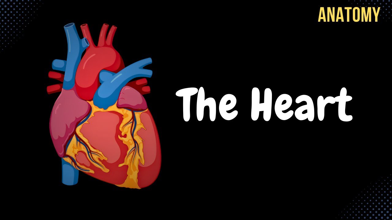 Anatomy of the Heart - External & Internal Structures
