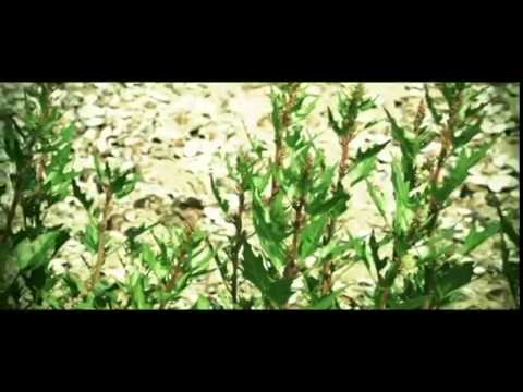 Hardstyle bitches Promo (DJ Bazzkickerz Remix)