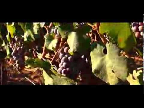 Armonia Emeve 2013 - ImmAGia Produccion