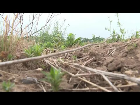 Halfway to the Holidays: Drought affects Christmas trees at Wisconsin farm - clipped version