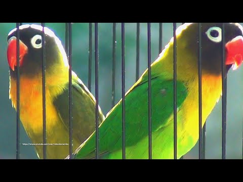Lovebird Chirping and Singing Sounds (5 Hours) - Green Personata & Olive Personata