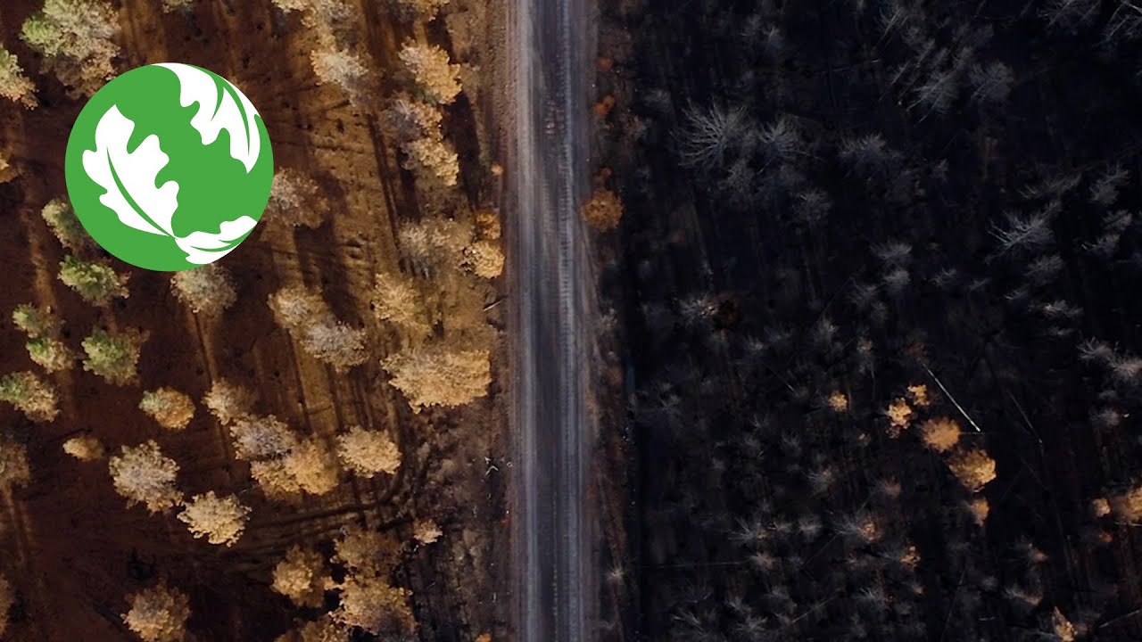 Through The Fire: Restoring Forest Resilience