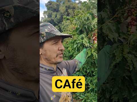 Colheita de Café em Altônia #curiosidades #plantas #brasil #café #plantas