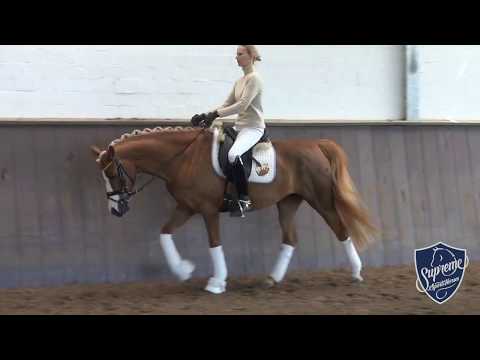 2009 pony by Top Anthony II x Dark Rubin x Damokles