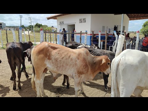 Feira de gado de Jurema-PE 22/11/25