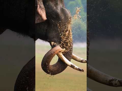 summer caption, elephant bathing😍#shortsyoutube #nature #shortsvideo #animals #shorts