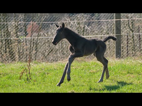 Hengstfohlen *02.04.2021 von VAGABOND aus der WALZERFEE von HIRTENTANZ