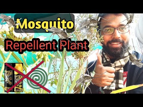 Mosquito repellent indoor plants/ best smelling plants for i...