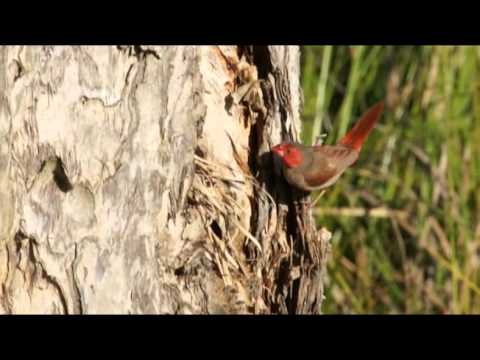 Amada šarlátová (Neochmia phaeton) — video o speve a chove