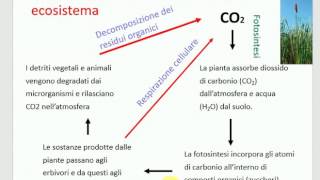 ciclo del carbonio