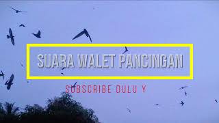 Download lagu suara walet cepat menginap suara walet asli suara walet original bersih mp3